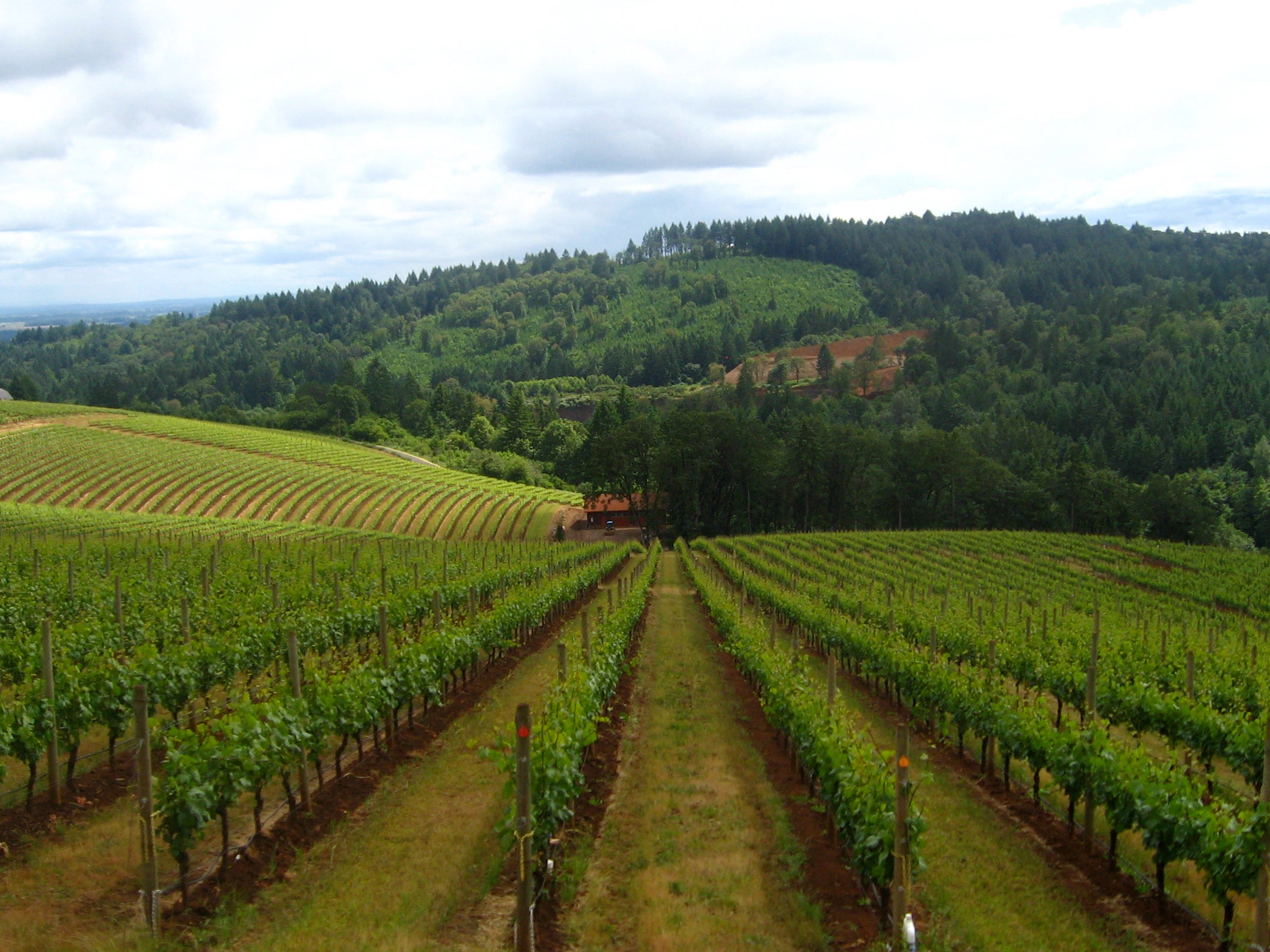 Green green grass: Willamette Valley is known for producing world-class pinot noir