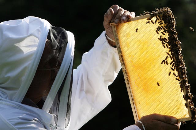 A partial ban on three neonicotinoids has been in place across the EU since 2013