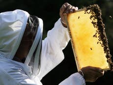 Pesticides that pose threat to humans and bees found in honey