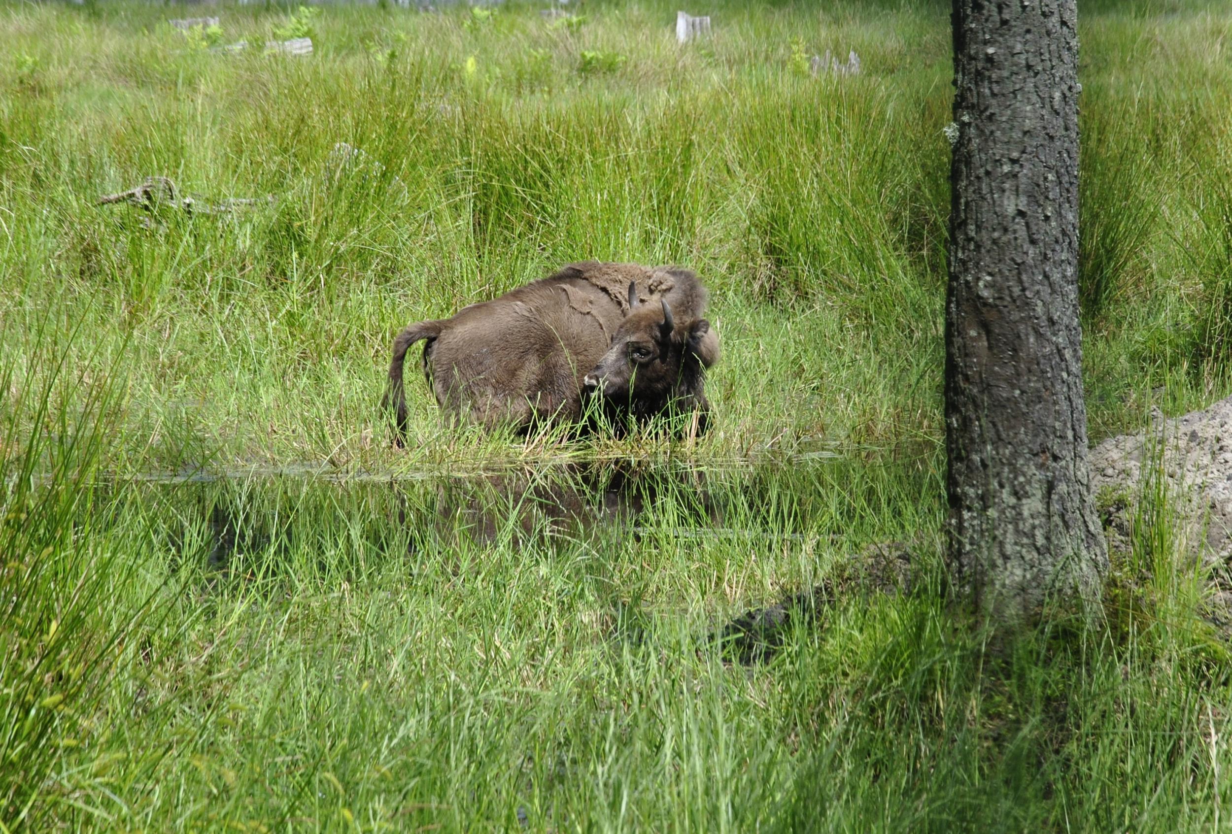 The bison can prove elusive