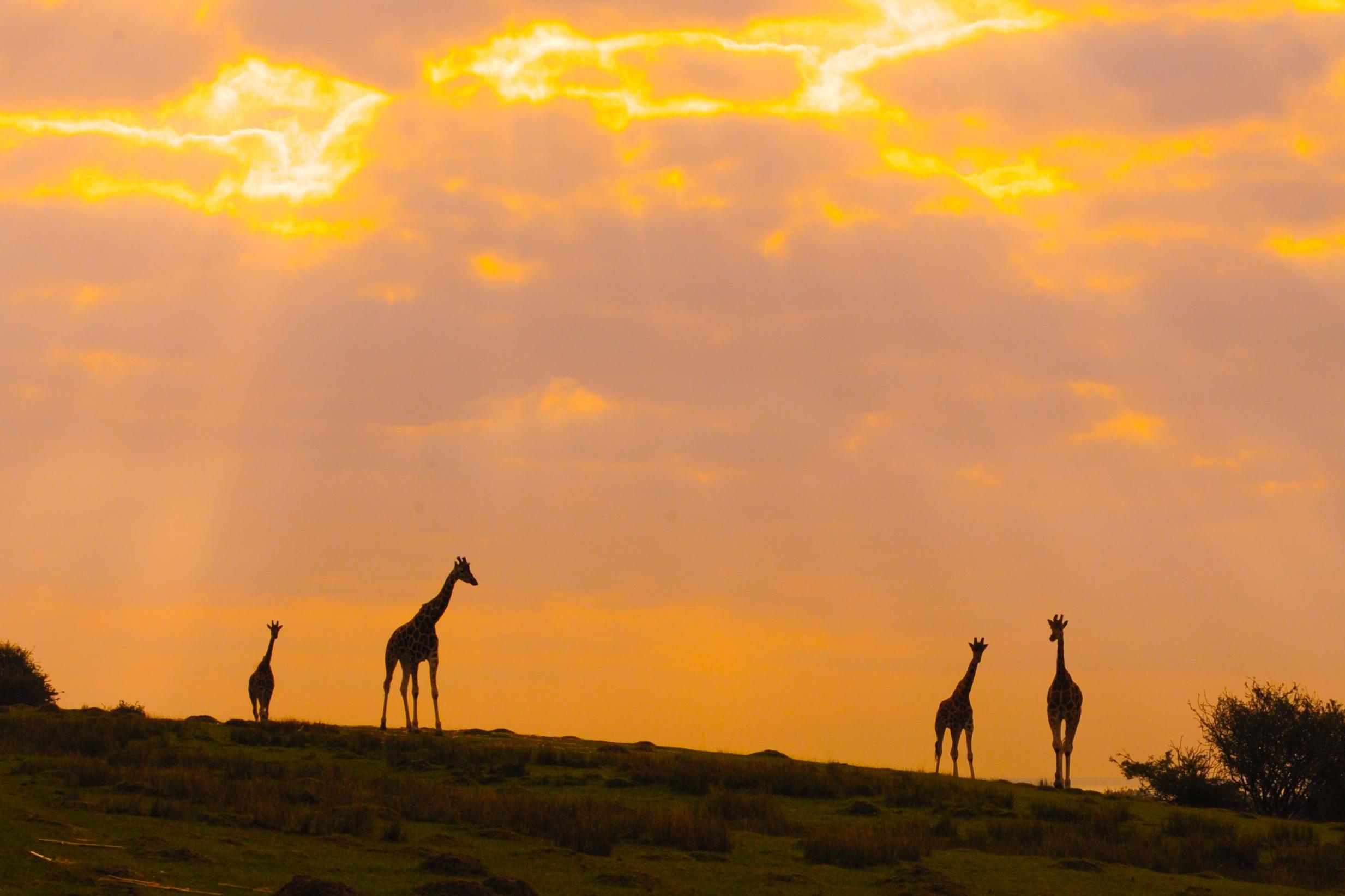 african safari kent port lympne