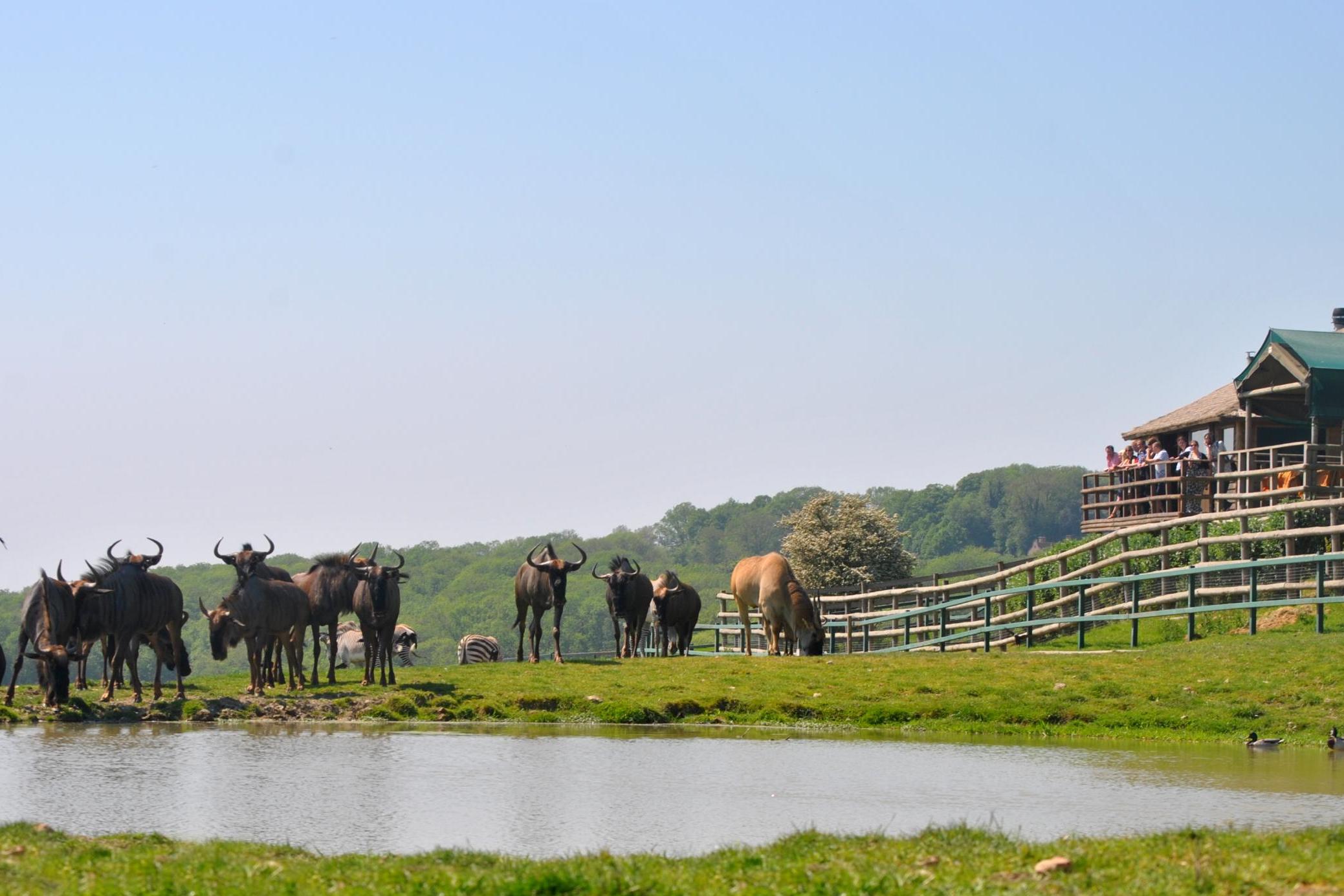 The watering hole, where the thirsty come to gather