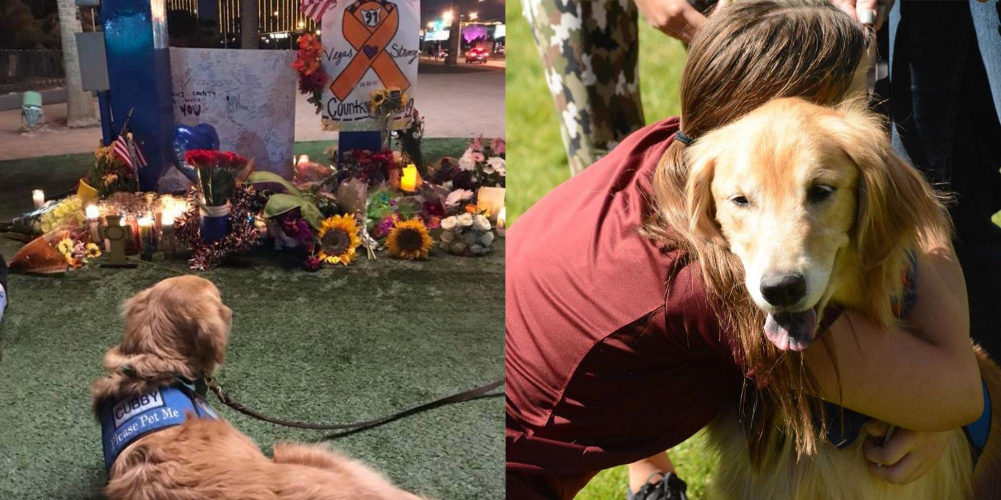 These adorable dogs are caring for Las Vegas shooting survivors