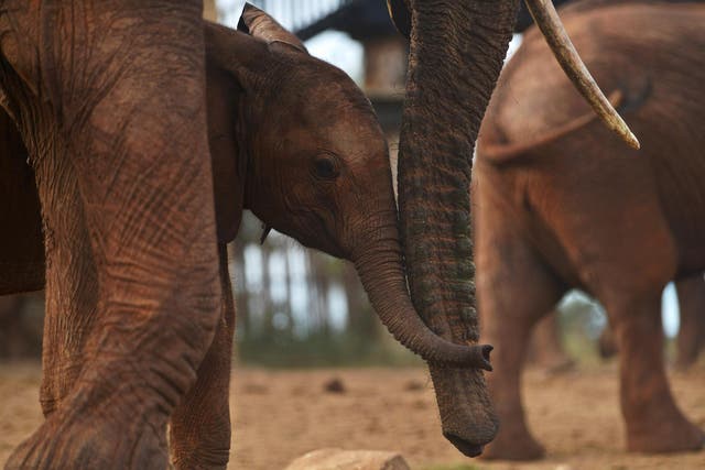 Elephants are gregarious and form deep family bonds that last a lifetime