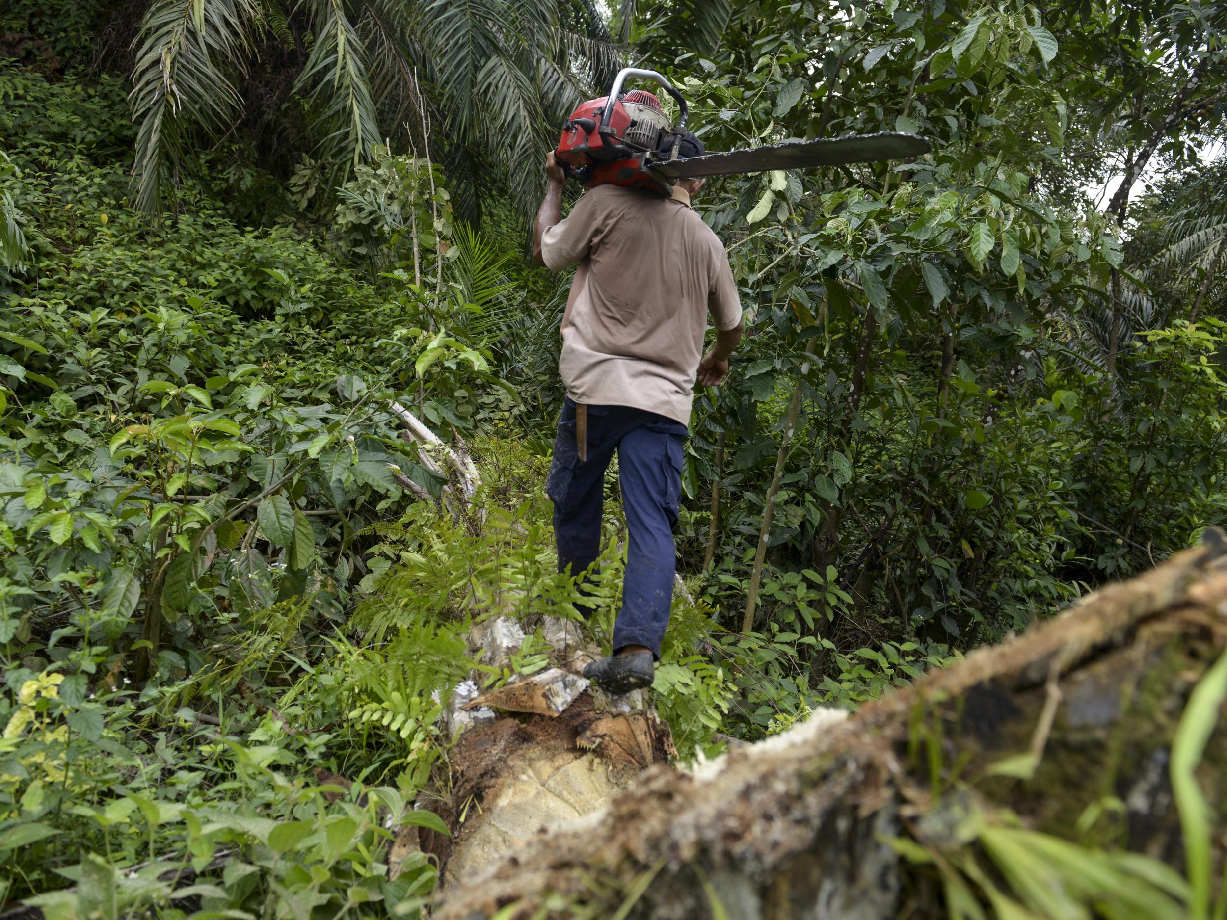 It's a jungle out there: deforestation for food production is a massive problem