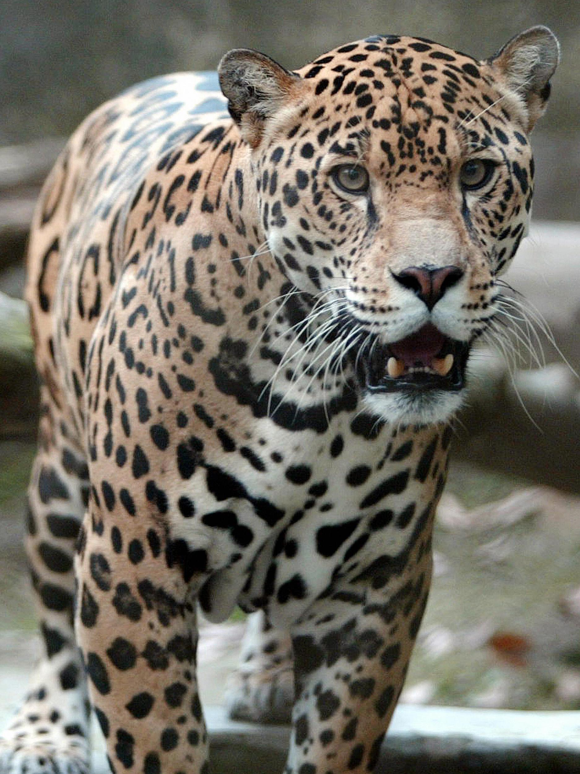 Changing our spots: if we don't change our diets then animals, such as jaguar, face extinction