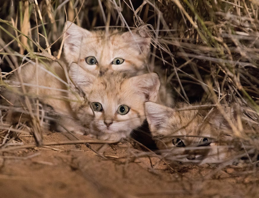 Three sand cat kitten captured on camera in the wild for the first time