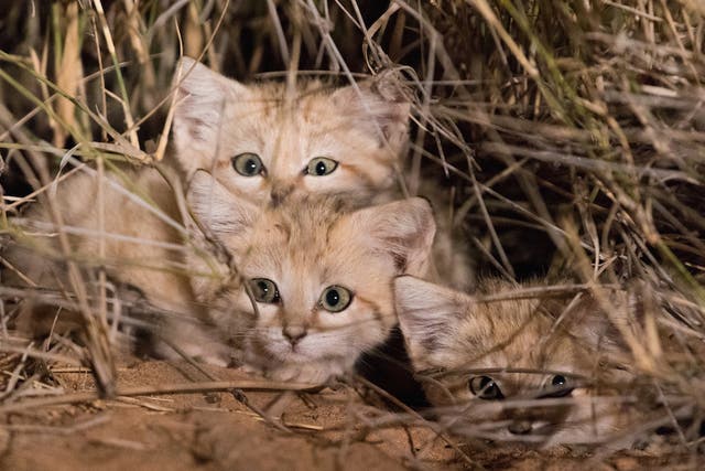 Three sand cat kitten captured on camera in the wild for the first time