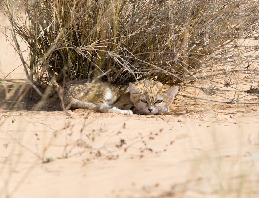 Sand cats are notoriously elusive to see in their natural habitat in the Moroccan Sahara