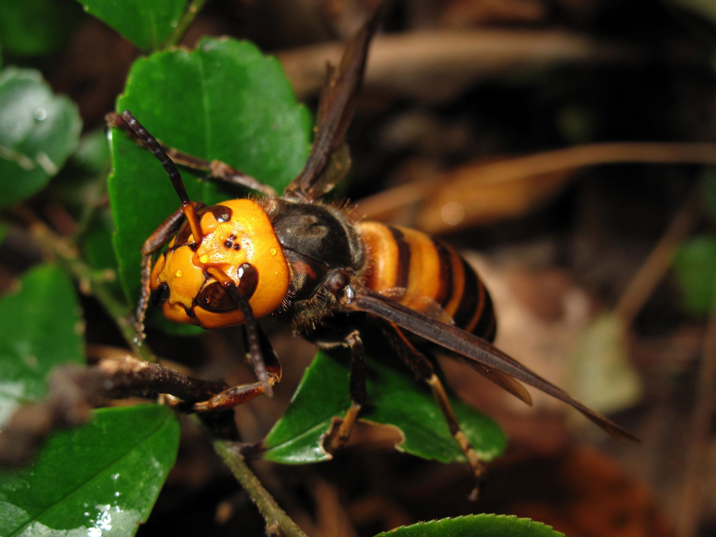 The Asian Giant Hornet is known for its powerful sting