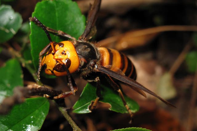 The Asian Giant Hornet is known for its powerful sting