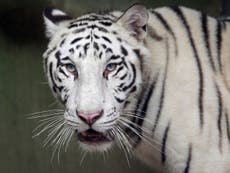 White tiger cubs maul zoo caretaker to death in India