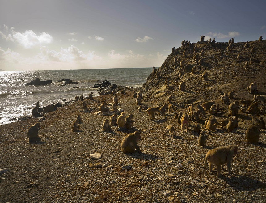 The rhesus macaques on Cayo Santiago which was one of the first places Hurricane Maria hit in the U.S. territory.
