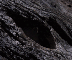 giphy-43. gif