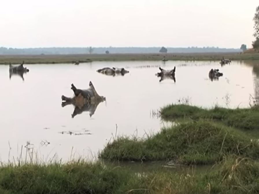 Suspected anthrax outbreak kills dozens of hippos