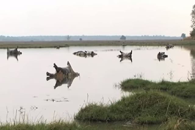 Suspected anthrax outbreak kills dozens of hippos