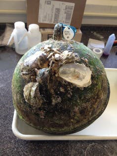 A Japanese buoy that washed up in Oregon carrying the oyster ‘Crassostrea gigas’