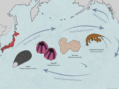 A ‘Science’ magazine graphic shows how tsunami debris shifted marine life