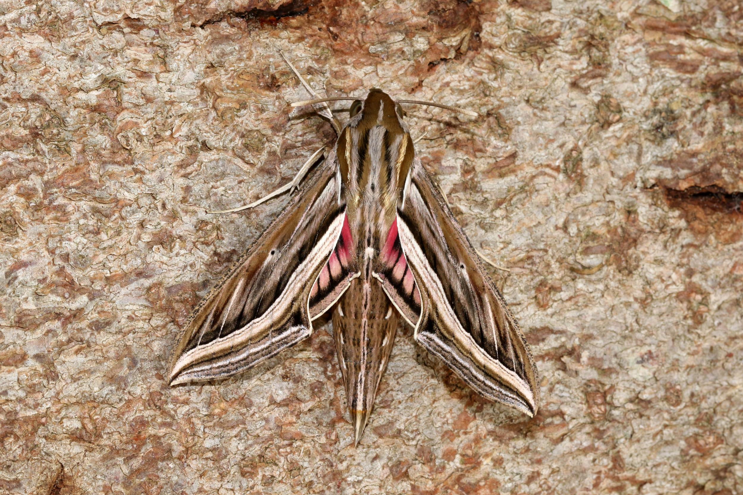 A silver-striped hawk-moth