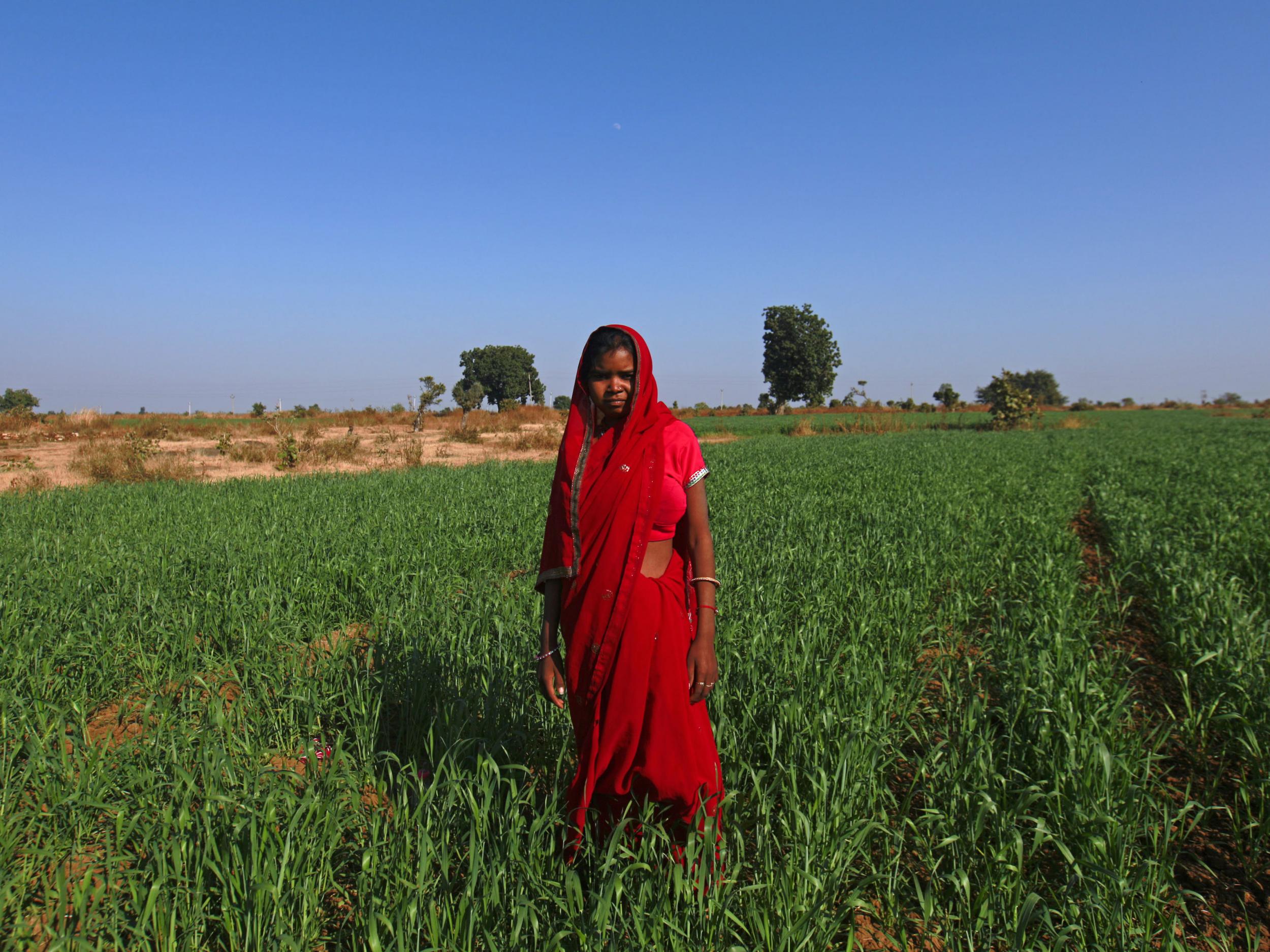 Child bride Krishna, 14, poses in a wheat field on the outskirts of her village near Baran, located in the northwestern state of Rajasthan