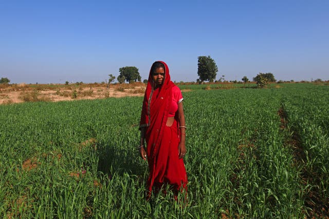 Child bride Krishna, 14, poses in a wheat field on the outskirts of her village near Baran, located in the northwestern state of Rajasthan