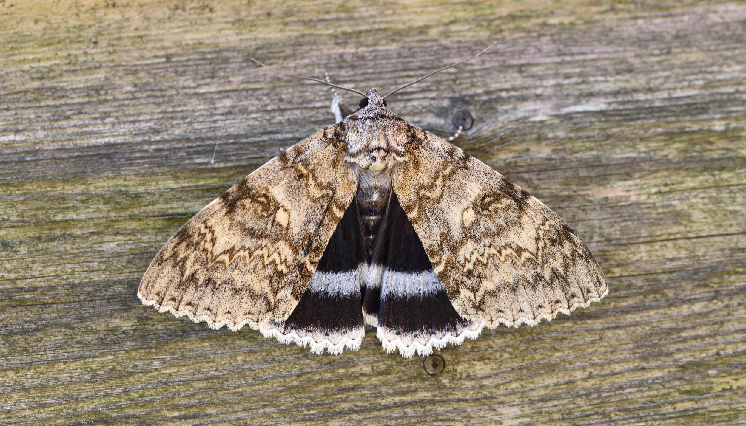 A native Clifden nonpareil moth