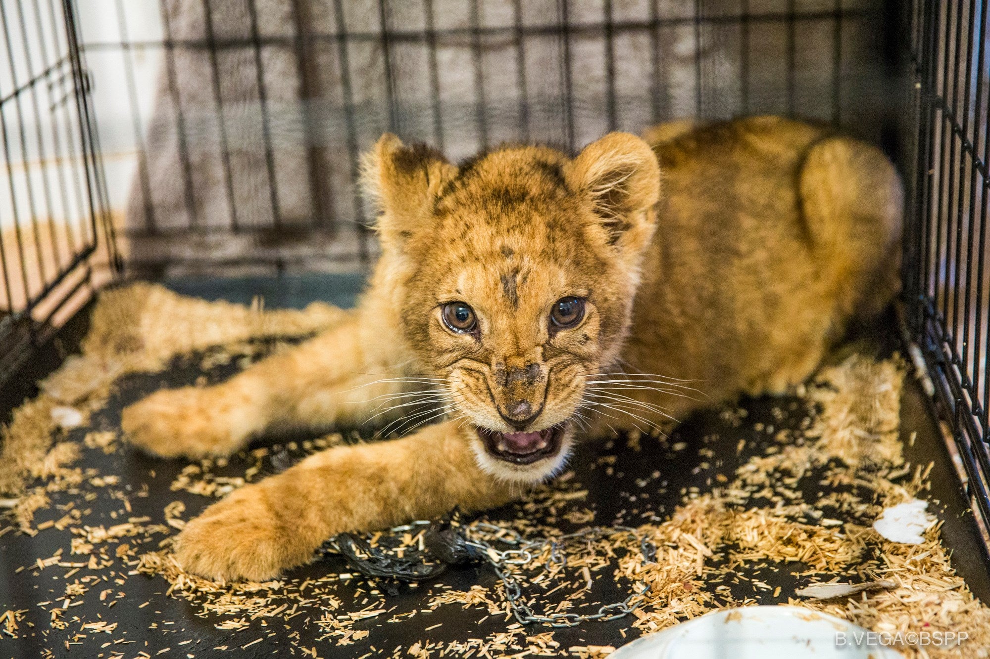 The lion cub was found in an abandoned apartment in a Paris suburb