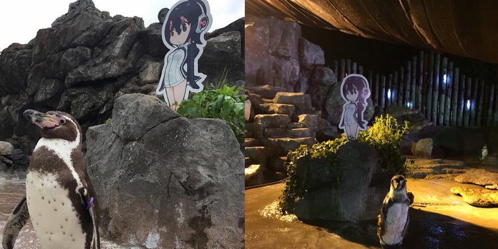 Penguin who fell in love with cardboard cutout dies next to it