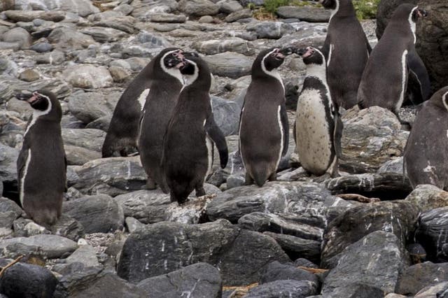 A group of Humboldt penguins stand on the rocks at Damas Island in the Coquimbo Region where the firm wants to mine for copper and ore