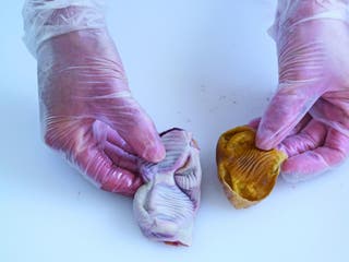 scoaterea membranei interioare din pipotă