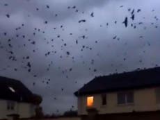 Flock of birds circle ominously over Ireland just before storm hits