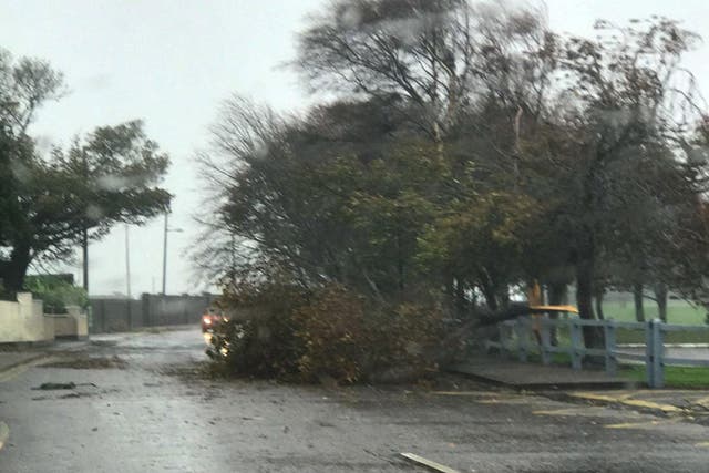 An uprooted tree lies in a road as storm Ophelia hits Ireland