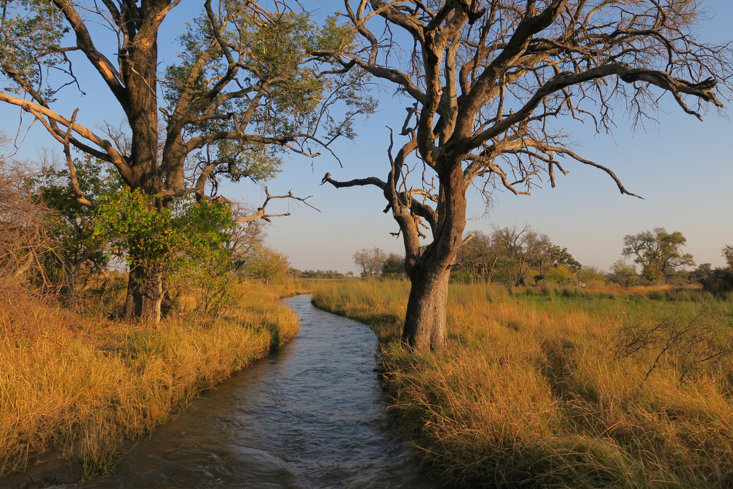 Before 2001, the country didn’t have a single rhino roaming in the wild