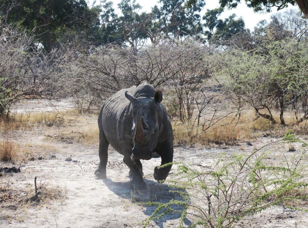 The country has successfully rebuilt its rhino populations after the species was almost eradicated
