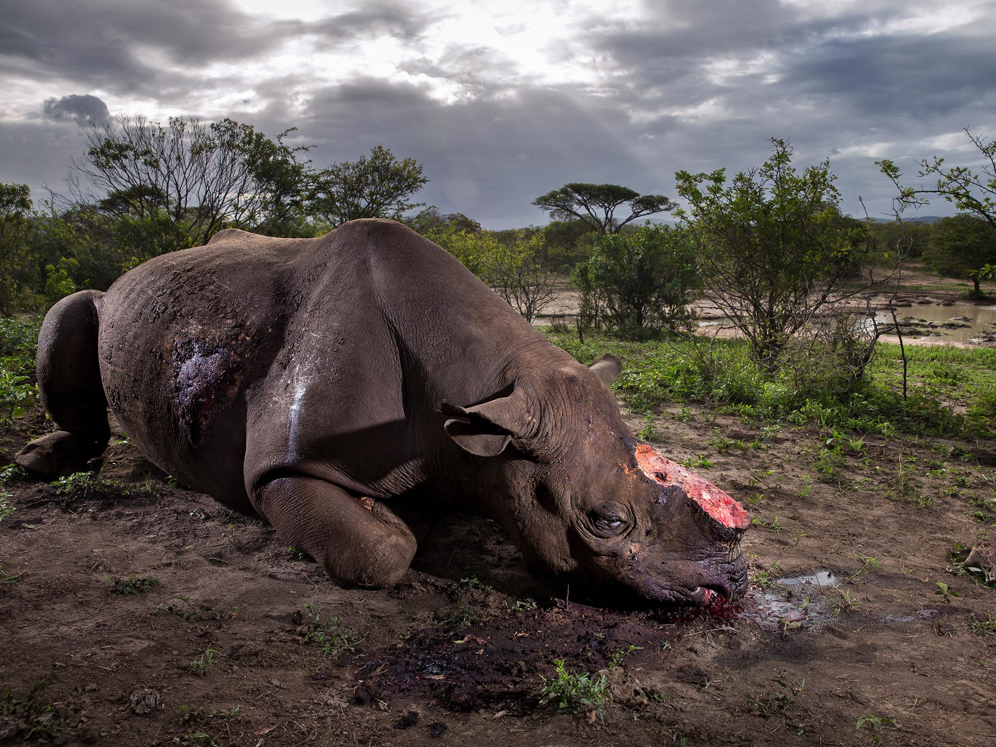 Memorial to a Species: black rhinos are a critically endangered species as a result of the illegal trade in their horns