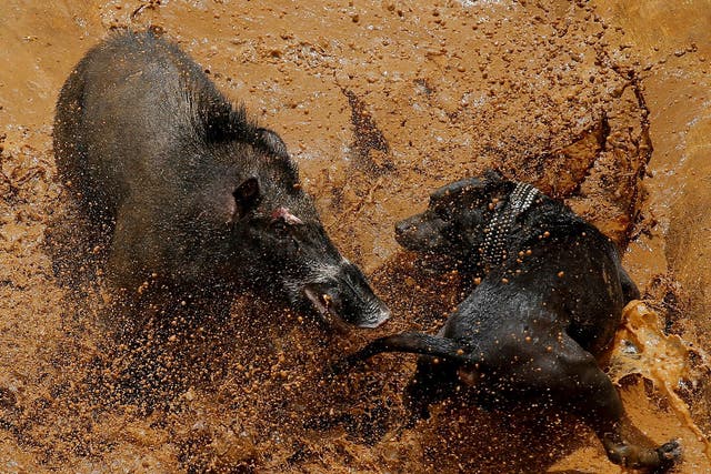 A dog and wild boar fight during a contest, known locally as 'adu bagong'