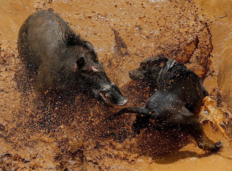 A dog and wild boar fight during a contest, known locally as 'adu bagong'