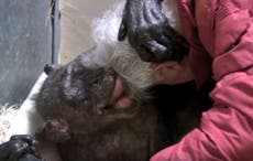 Dying chimpanzee recognises old human friend before smiling and embracing him