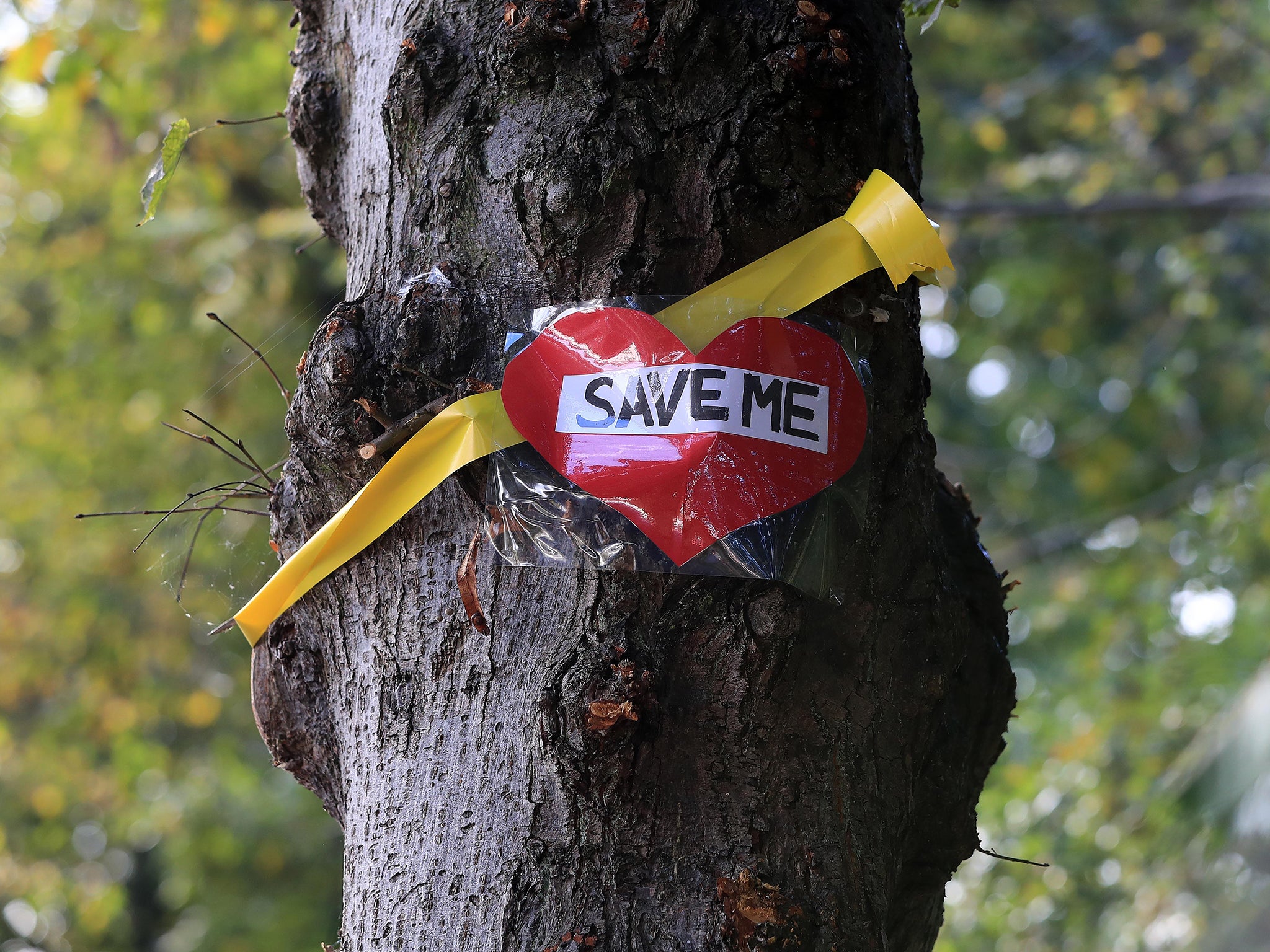 Council &apos;reliant on police&apos; to protect workers carrying out controversial tree felling programme, report says