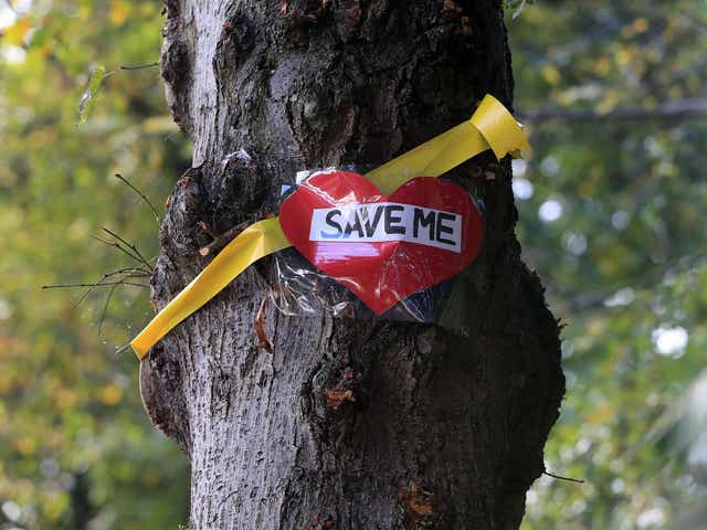 A yellow ribbon and message placed by campaigners on a tree on Rivelin Valley Road in Sheffield