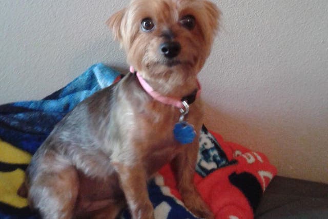 A Texas woman suffered "broken-heart syndrome" following the death of her Yorkshire terrier, Meha