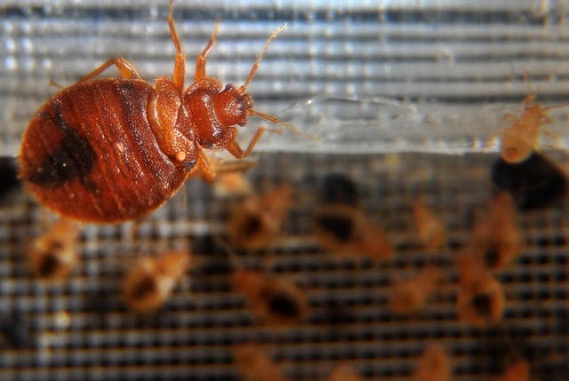 The parasitic insects have developed resistance to extermination chemicals, leading to a huge rise in the numbers in the past decade