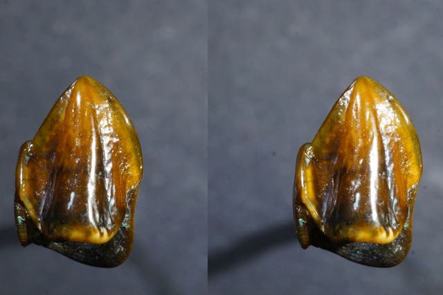 A canine tooth dating back 9.7 million years found in an old riverbed near Mainz