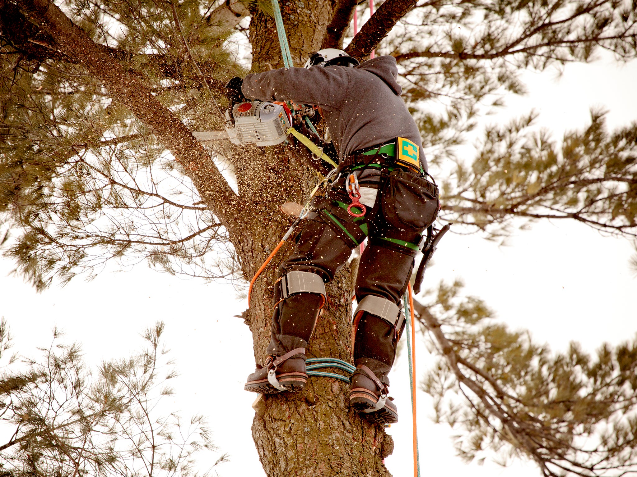 Cutting it: trees are life-affirming and death-affirming (Getty/iStock)