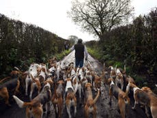 National Trust votes against ban on trail hunting