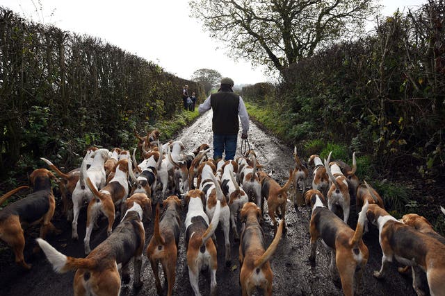 The Holcombe Hunt near Bury is one of the UK's oldest hunts, whose lineage is traceable back to 1086; today they practice trail hunting