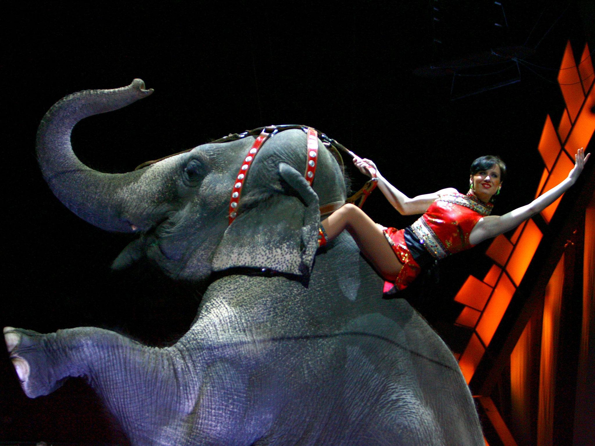 A performer rides an elephant during a live performance at Madison Square Garden in New York City