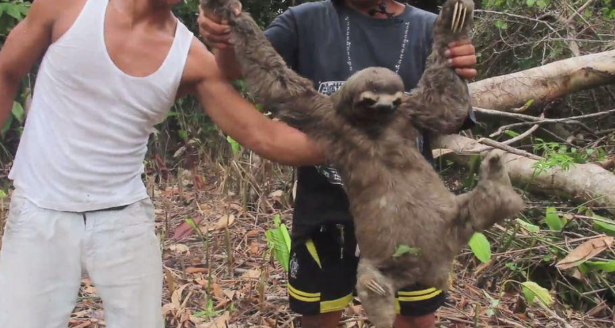 Sloth shown on video being dragged from tree in Peru by illegal loggers