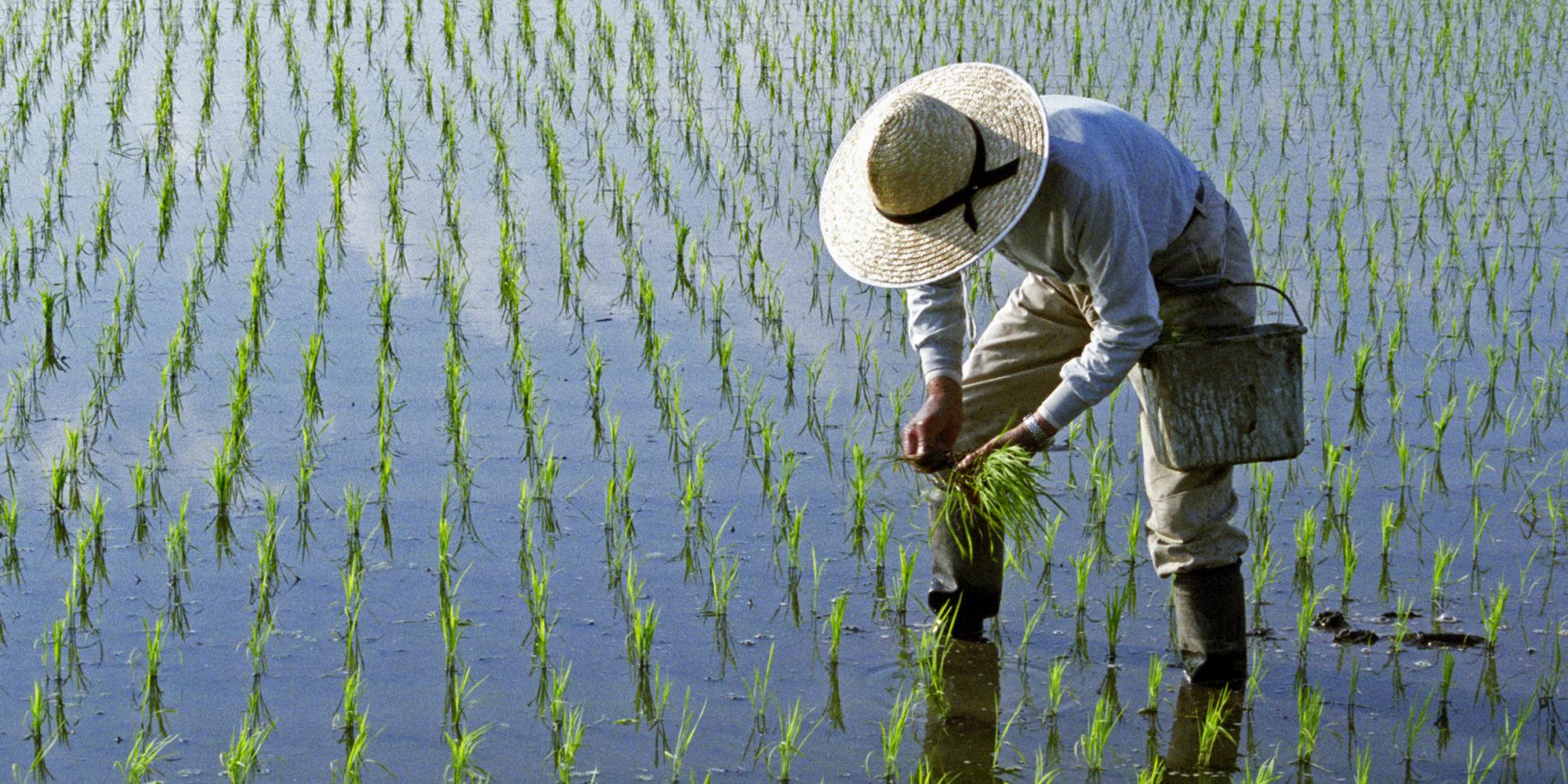 China invented a rice that can grow in salt water and could feed