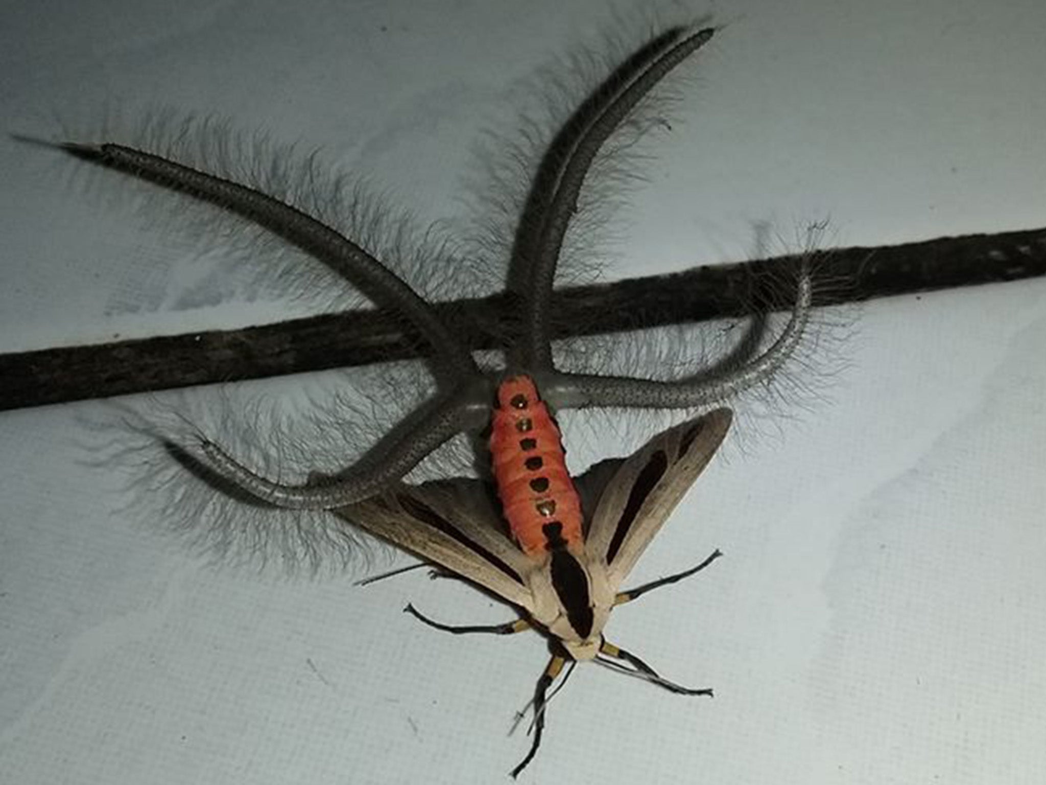 Experts identified the creature as a specie of moth, specifically a Creatonotos Gangis